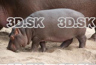 Hippo baby 0019